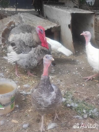 Индюки семья 1+3