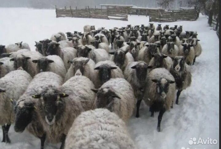 Овцы бараны