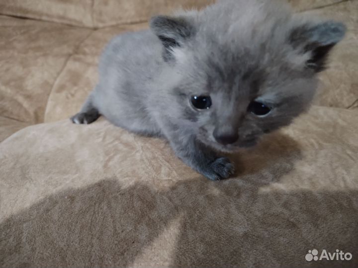 Кошки в добрые руки