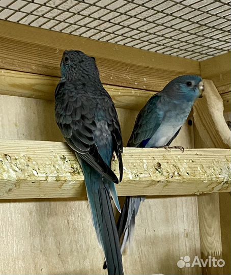 Попугай певчий