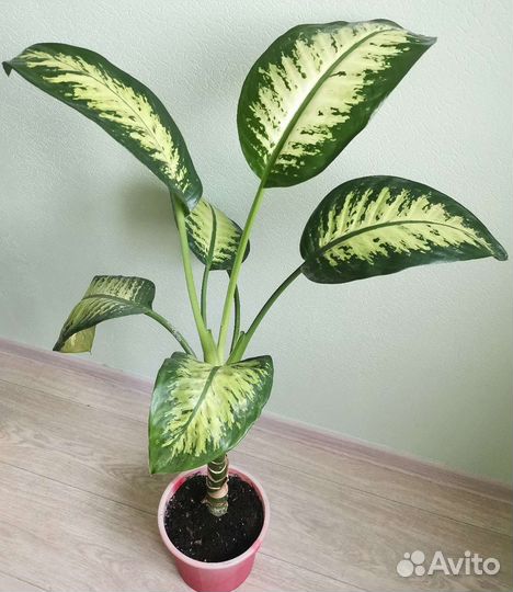 Диффенбахия Amoena Tropic Snow 1 метр