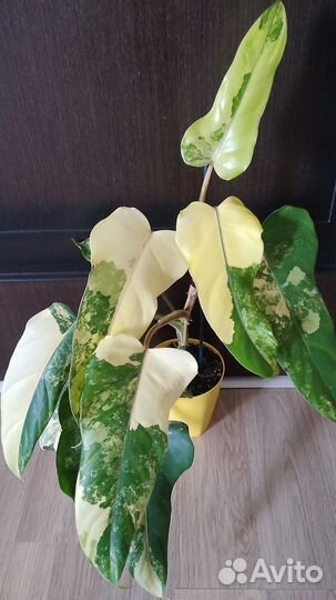 Филодендроны сортовые