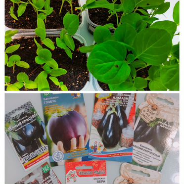 Рассада баклажан