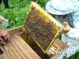 Пчелосемьи пчелопакеты