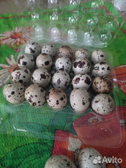 Яйца перепелиные