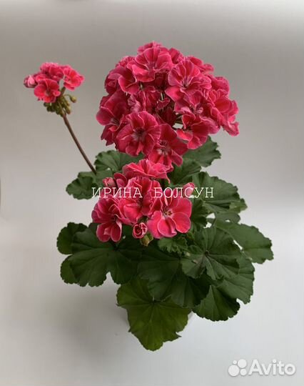 Пеларгония Anne J. P. Bartlett