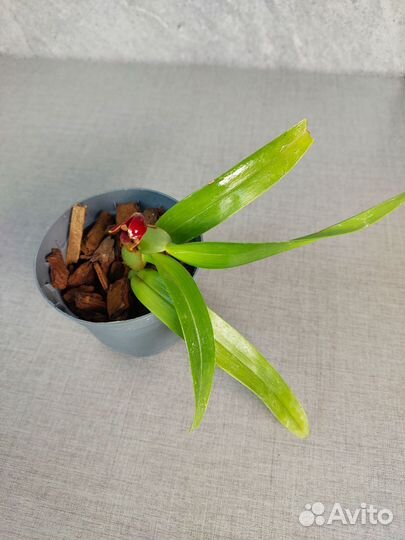 Орхидея maxillaria variabilis RED Азия