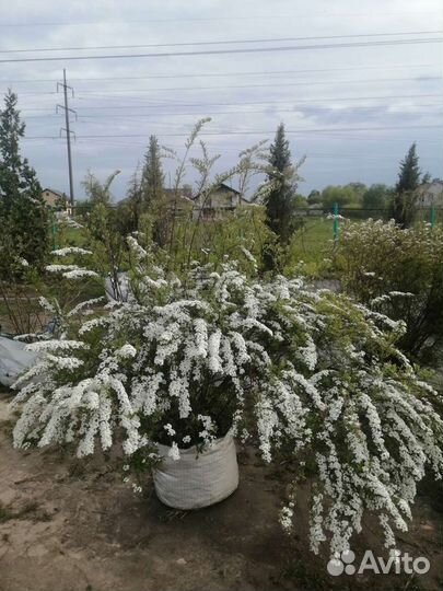 Спирея серая грефшейм