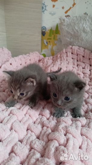 Кошки в добрые руки
