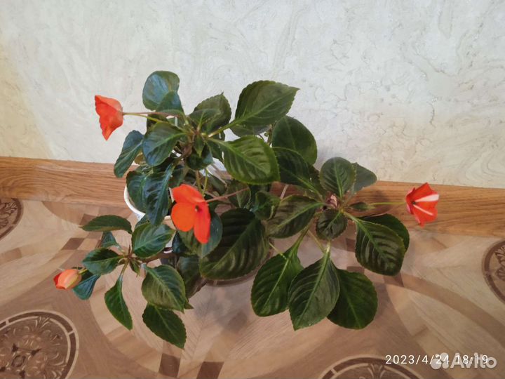 Бальзамин ванька мокрый