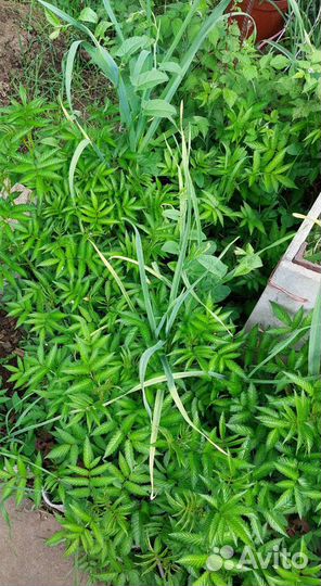 Норвежская малина