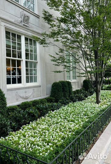 Кустарники