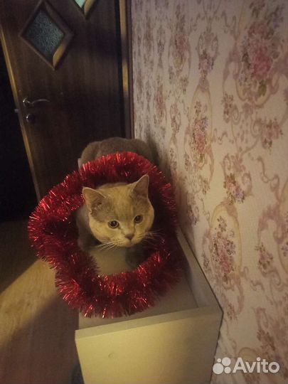 Кот шотландец вязка