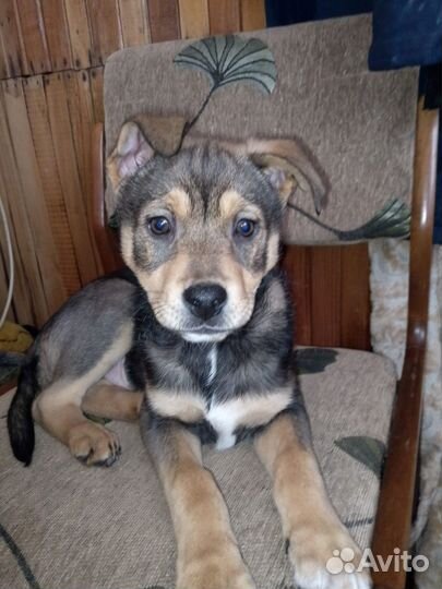 Щенки дворняжки