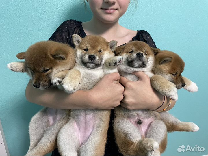 Щенки сиба ину