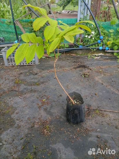 Маньчжурский Орех саженцы