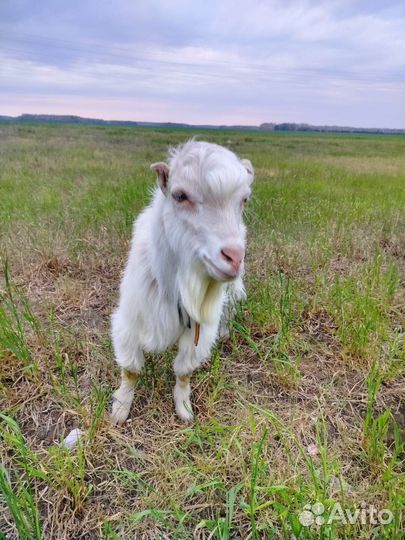 Козел, козлята