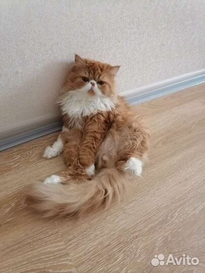 Персидский кот на вязку