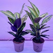 Калатея пинстрайп