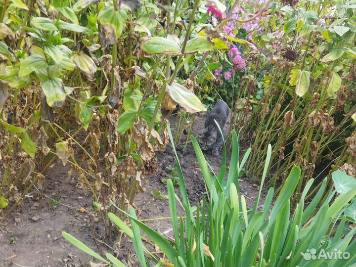 Кошка в дар