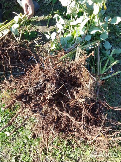 Саженцы ремонтантной малины