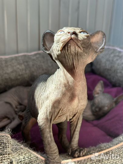 Канадский сфинкс