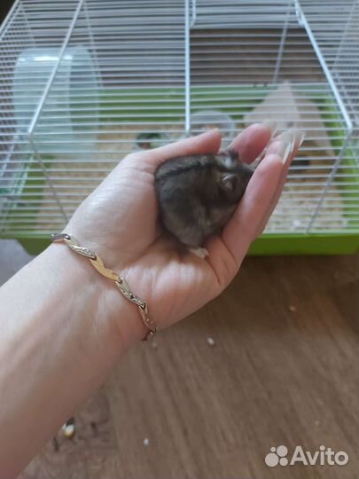 Джунгарский хомячок с клеткой