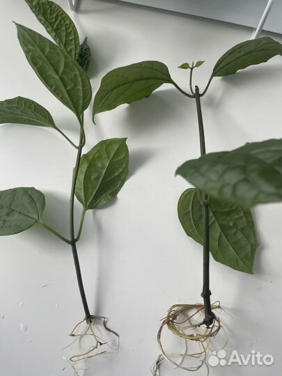 Клеродендрум Томпсона