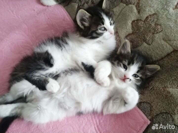 Ласковые Котята - пушистики