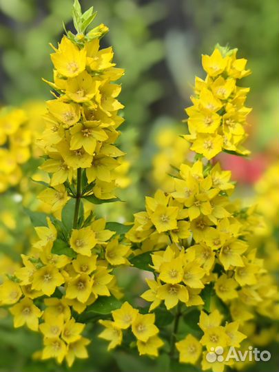 Многолетники