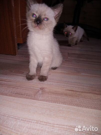 Сиамские котята