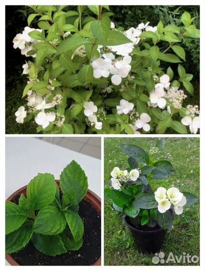 Гортензия Сбежавшая невеста