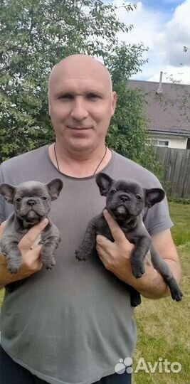 Французский бульдог голубой