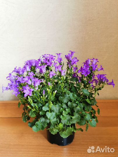 Кампанула (жених)