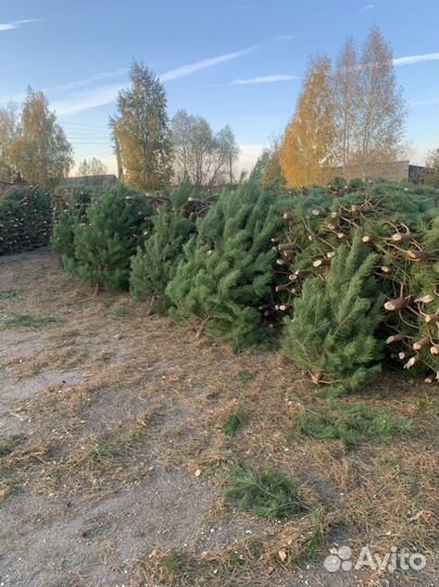 Елка новогодняя