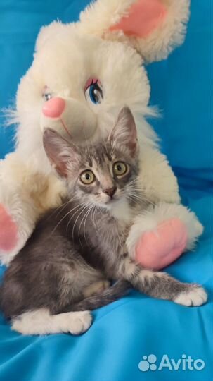 Пристраиваются милые котята