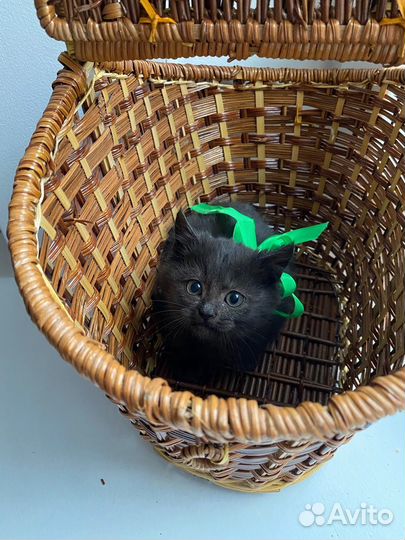 Спасите котенка