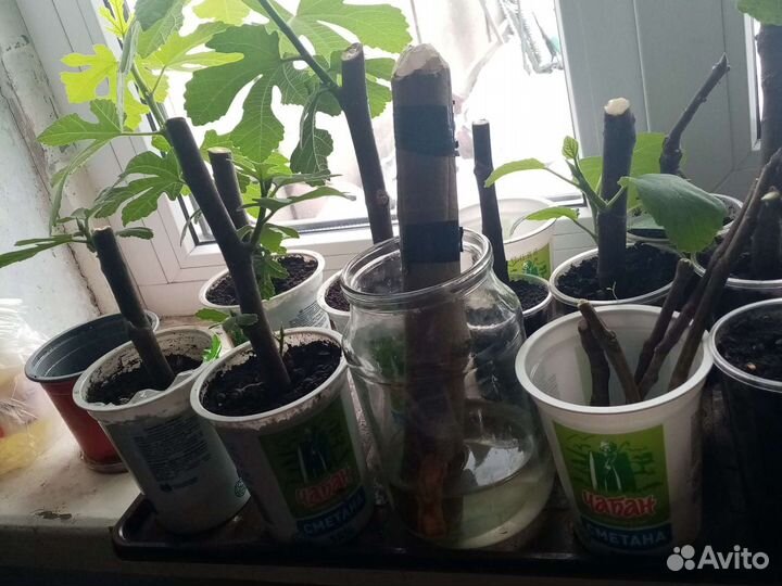 Инжир саженцы