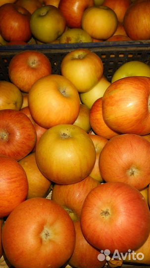 Яблоки зимние