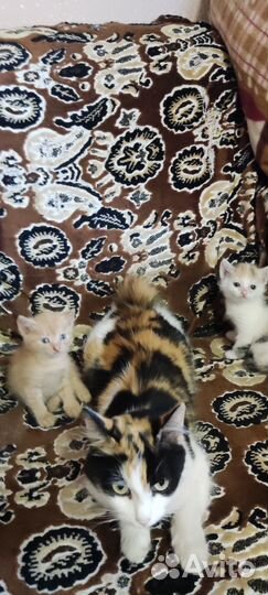 Кошки в добрые руки