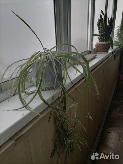 Хлорофитум кудрявый