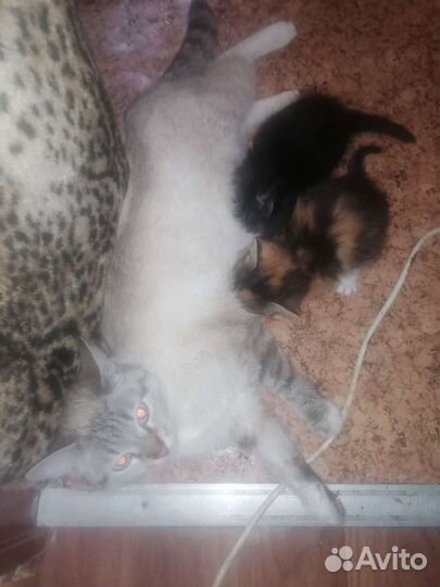 Котята от тайской мамы привезу