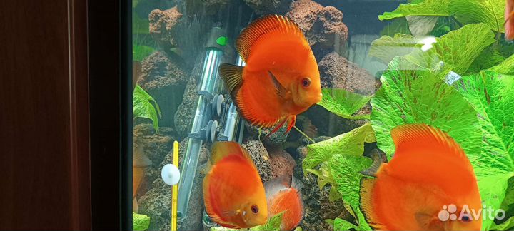 Дискусы Красная дыня