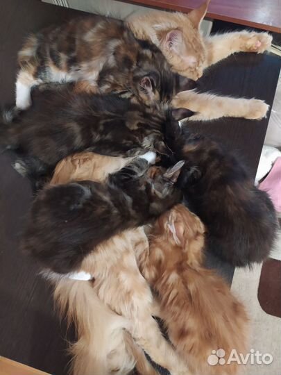 Продам котят мейн-кун