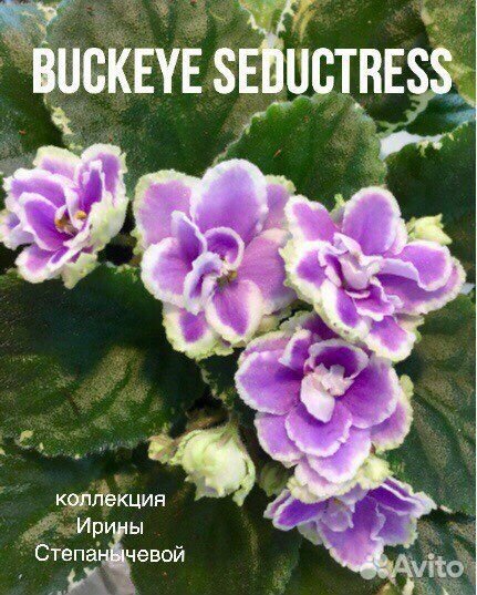 Фиалка лист