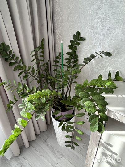 Замиокулькас большой