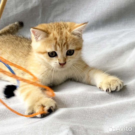 Шотландский золотой мальчик ny 24