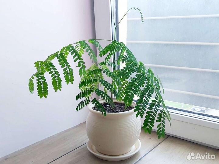 Делоникс королевский