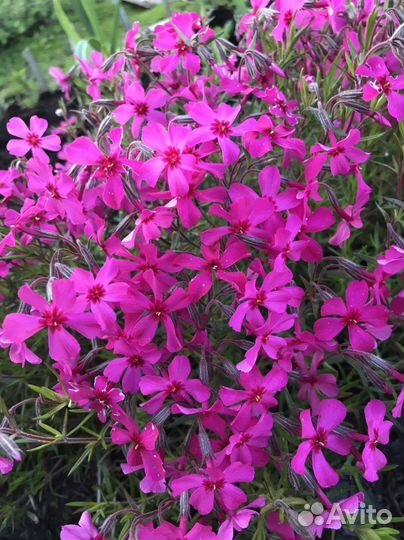 Разные многолетники для вашего сада