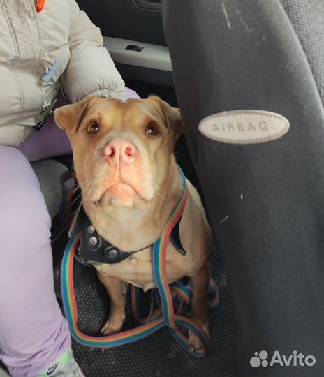 Зоотакси, перевозка животных.Город/межгород